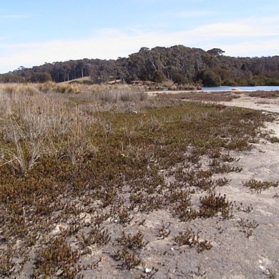 Wilsonia backhousei