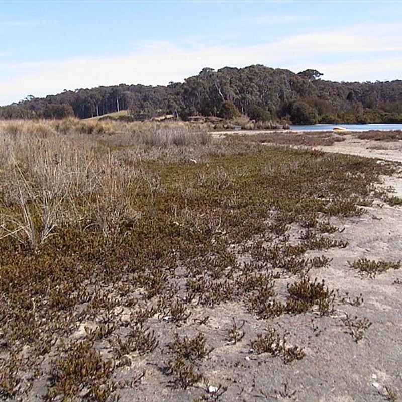 Wilsonia backhousei