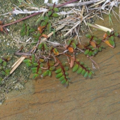 Wilsonia backhousei