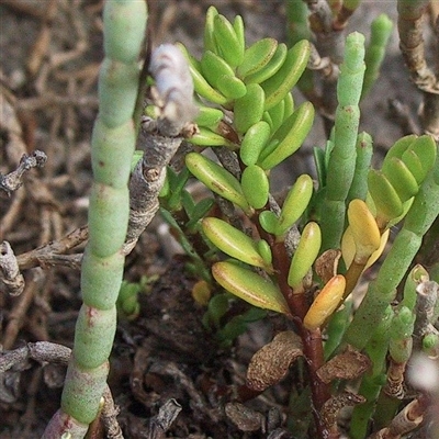 Wilsonia rotundifolia