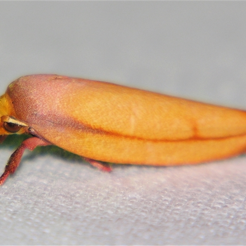 Wingia aurata