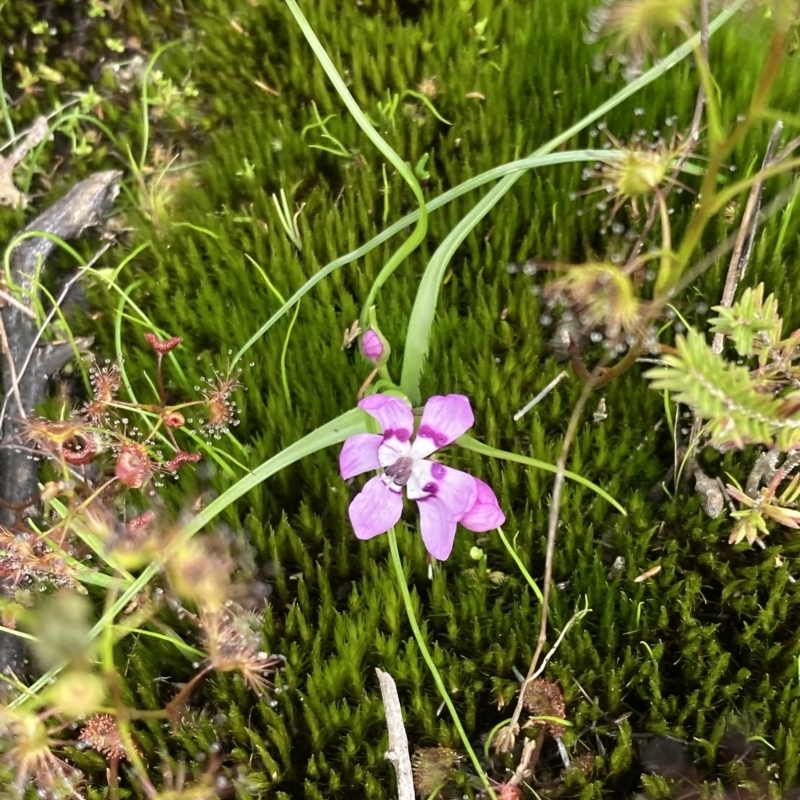 Wurmbea biglandulosa