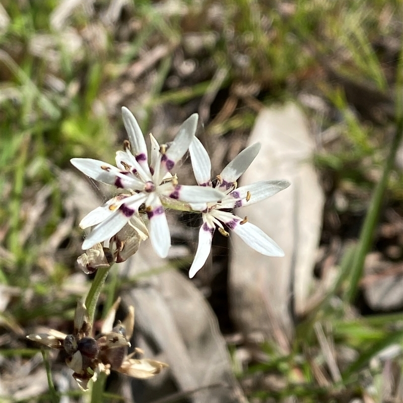 Wurmbea dioica subsp. dioica