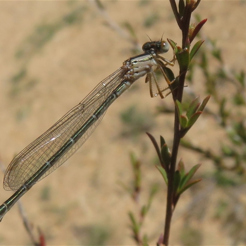 Xanthagrion erythroneurum