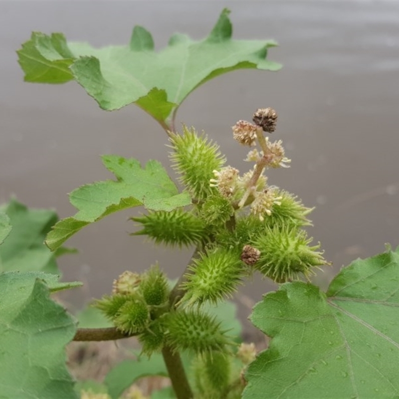 Xanthium occidentale