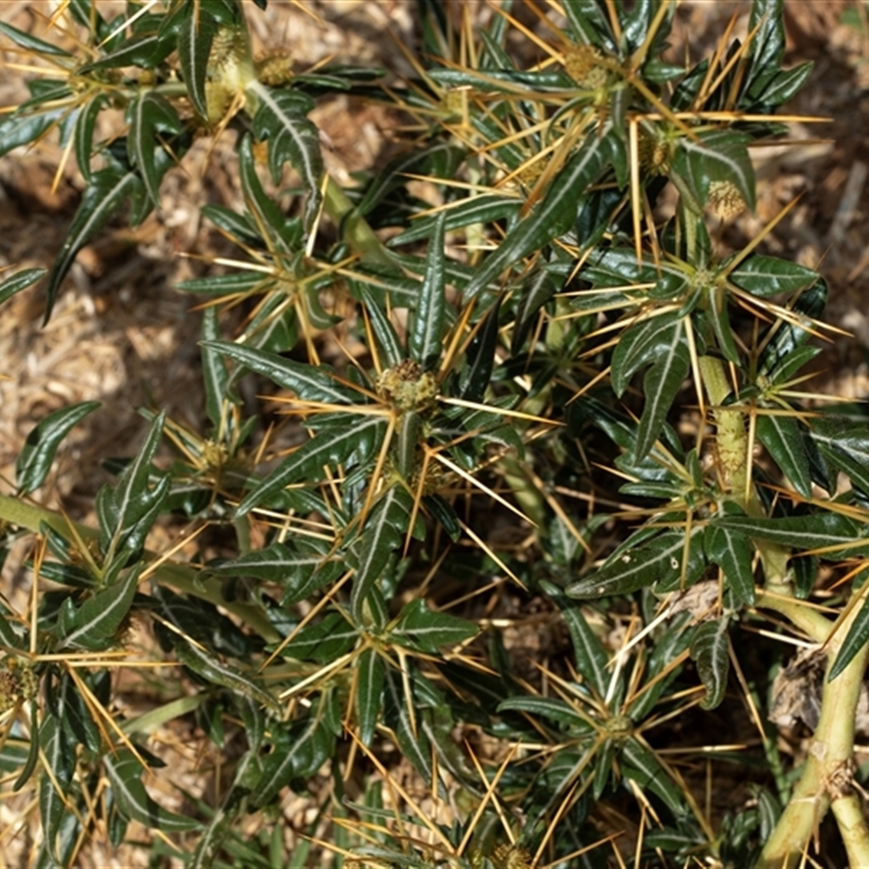 Xanthium spinosum