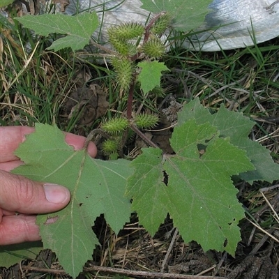 Xanthium strumarium