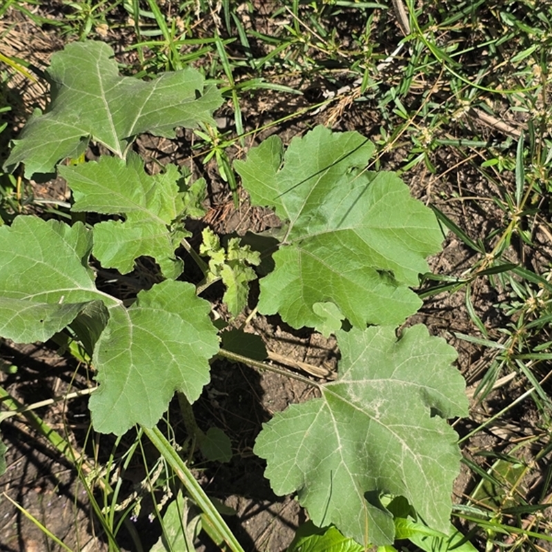 Xanthium strumarium