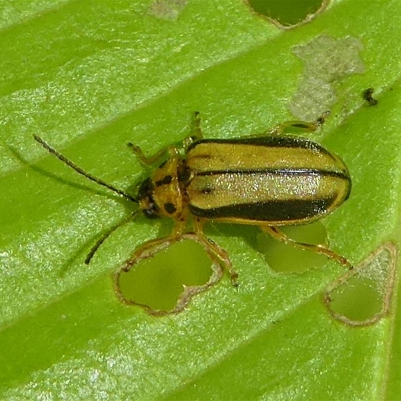 Xanthogaleruca luteola