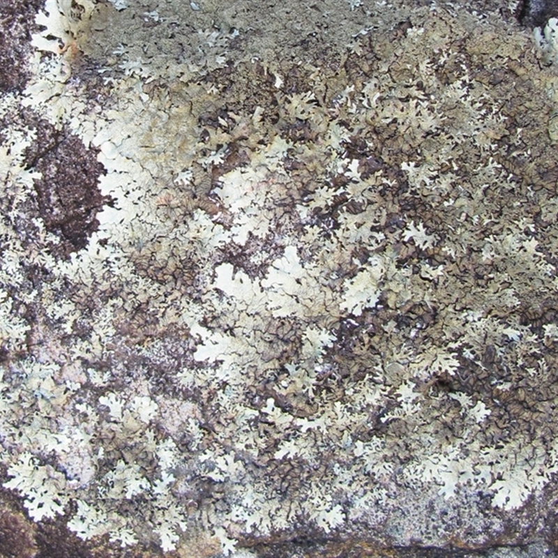 Xanthoparmelia scabrosa