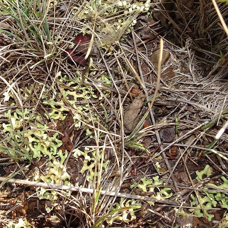 Xanthoparmelia semiviridis