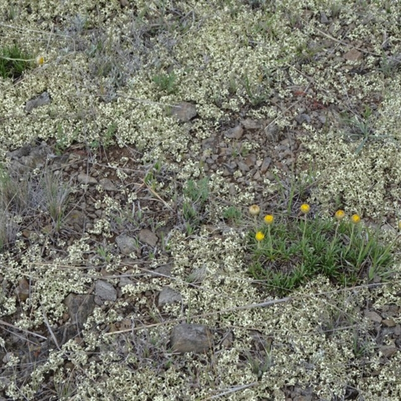 Xanthoparmelia semiviridis