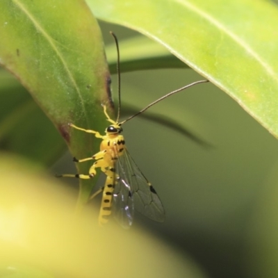 Xanthopimpla sp. (genus)