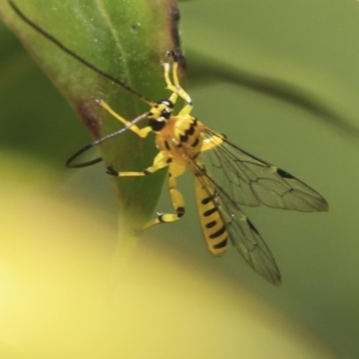 Xanthopimpla sp. (genus)