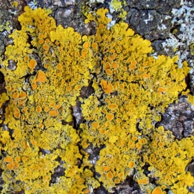 Xanthoria coomae