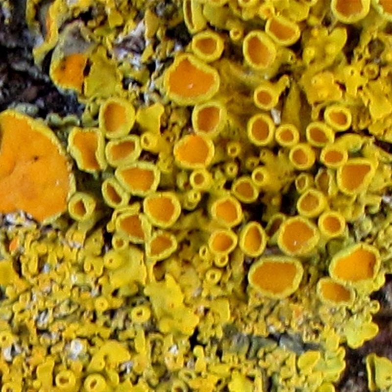 Xanthoria coomae