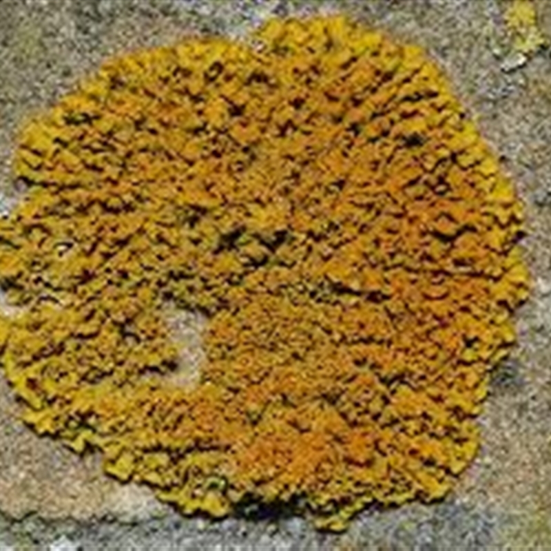 Xanthoria coomae