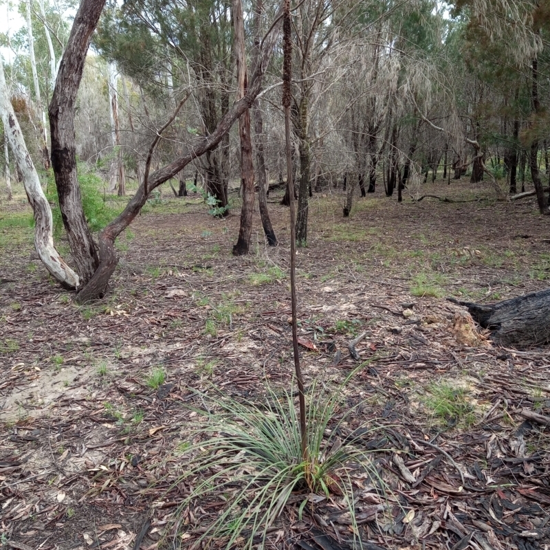 Xanthorrhoea concava