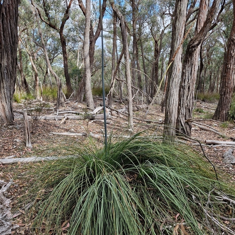 Xanthorrhoea concava