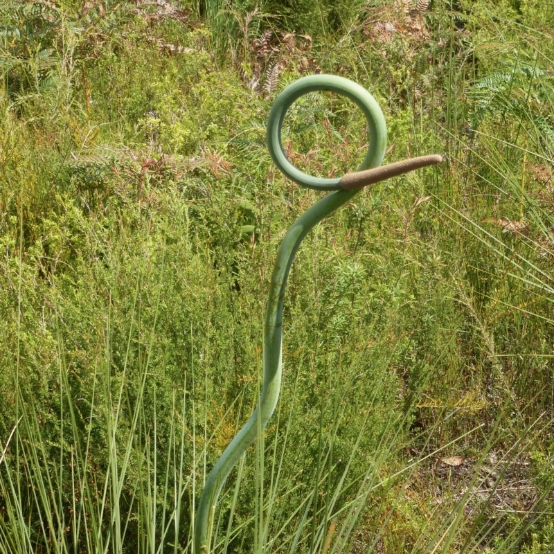 Xanthorrhoea fulva