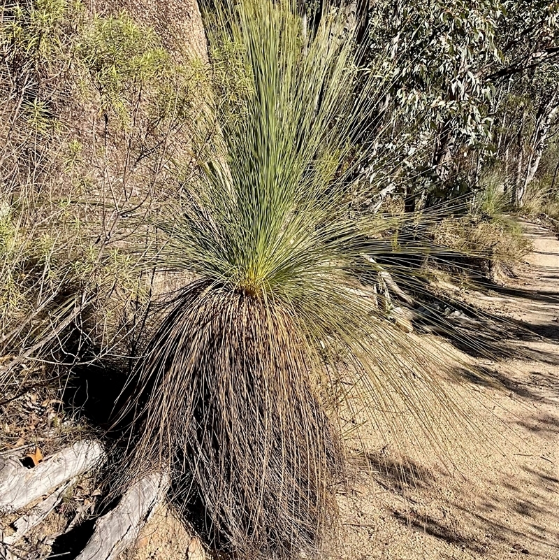 Xanthorrhoea glauca