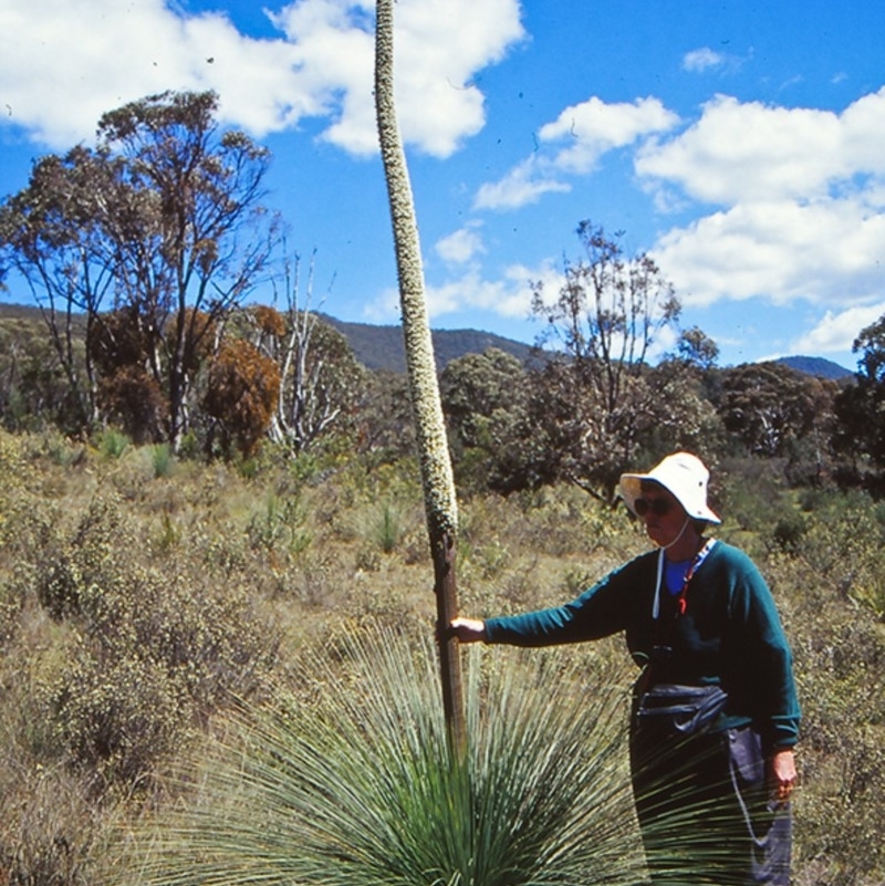 Xanthorrhoea glauca subsp. angustifolia