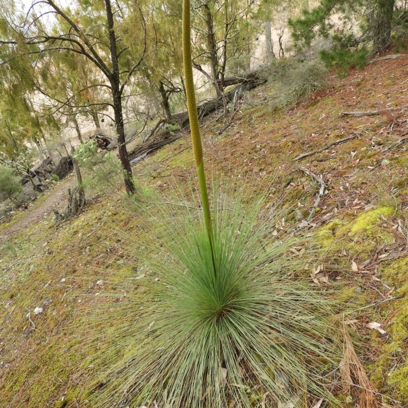 Xanthorrhoea glauca subsp. angustifolia