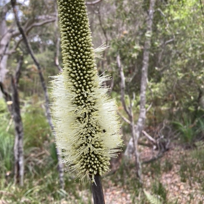 Xanthorrhoea macronema