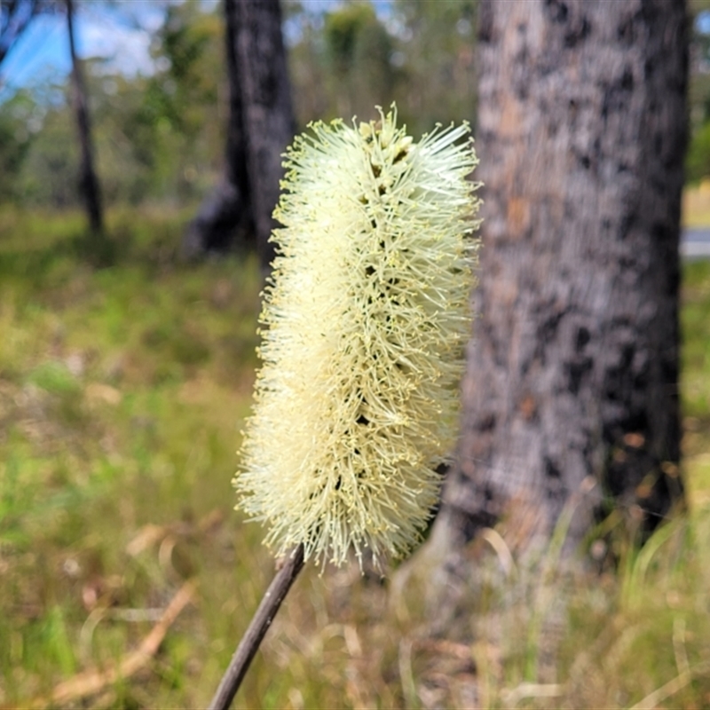 Xanthorrhoea macronema