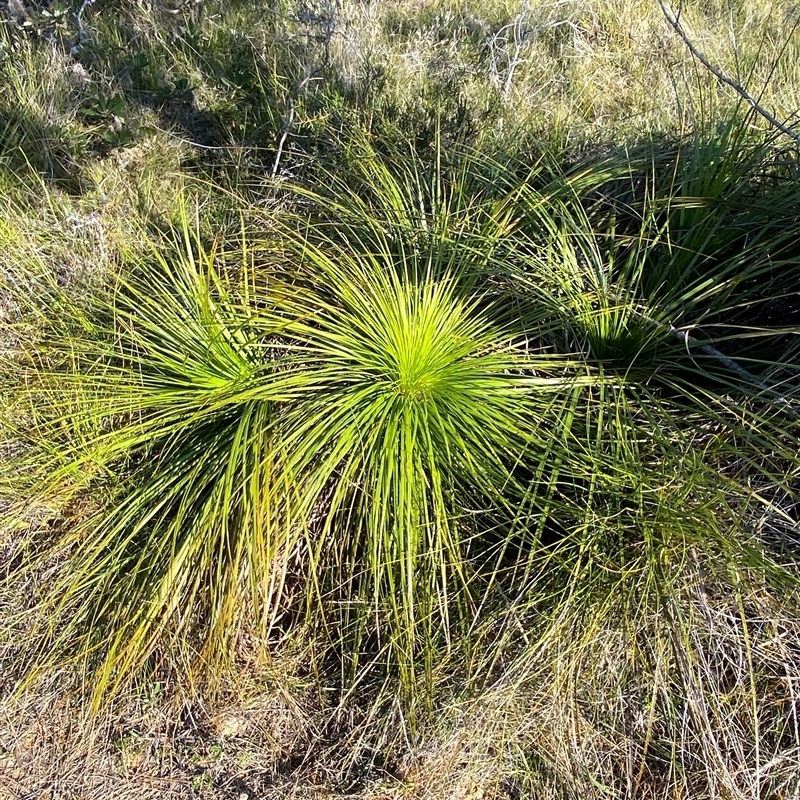 Xanthorrhoea media