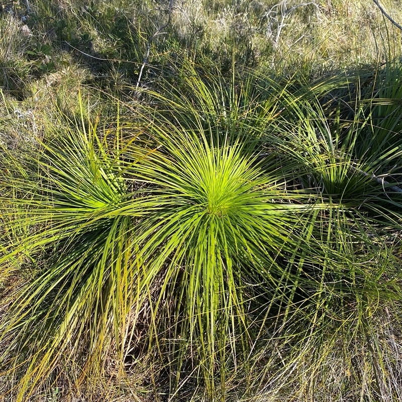 Xanthorrhoea media