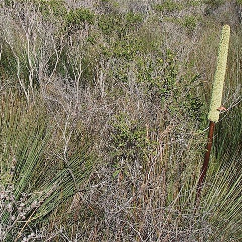 Xanthorrhoea resinosa