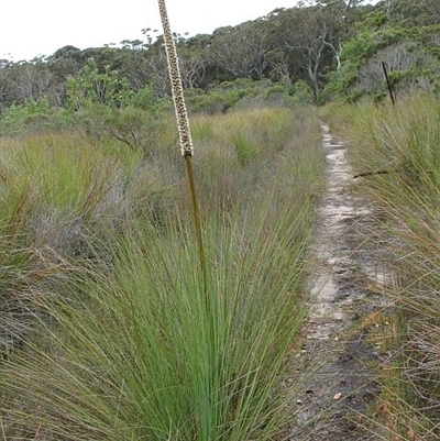 Xanthorrhoea resinosa