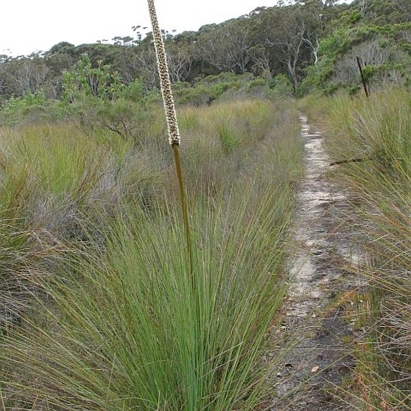 Xanthorrhoea resinosa