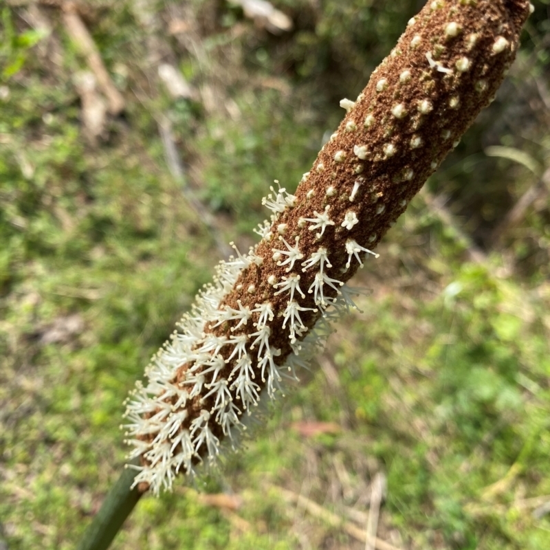 Xanthorrhoea resinosa