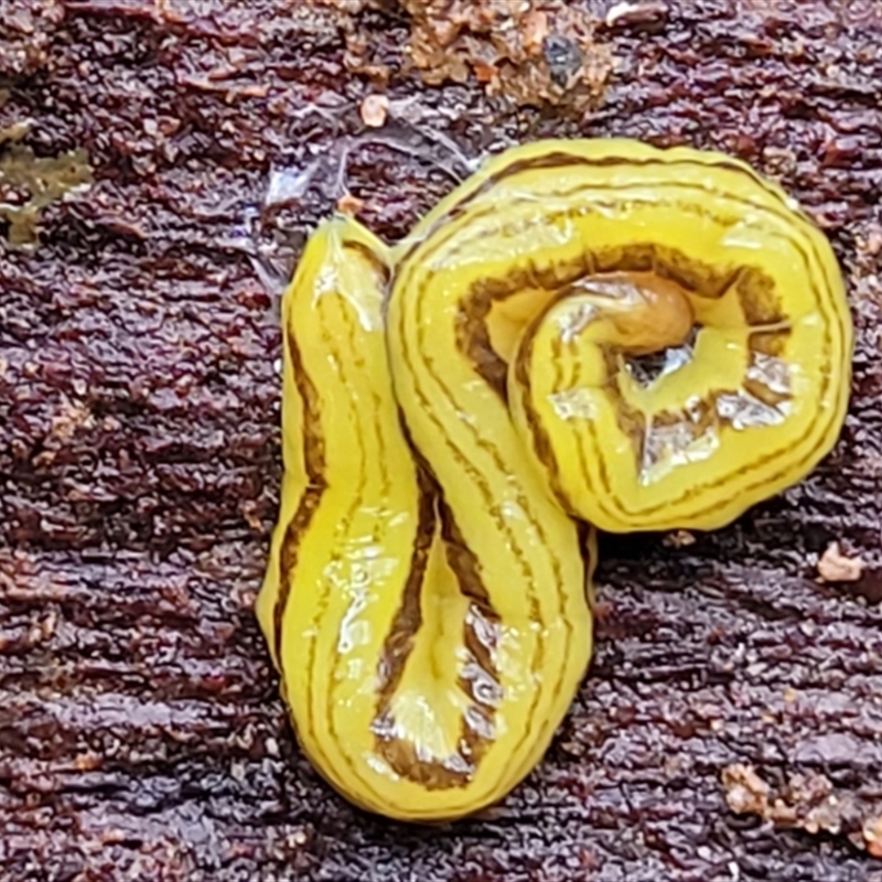 Australopacifica sp. (genus)