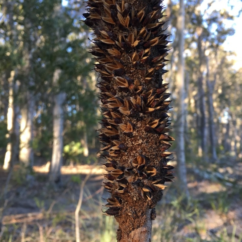 Xanthorrhoea sp.