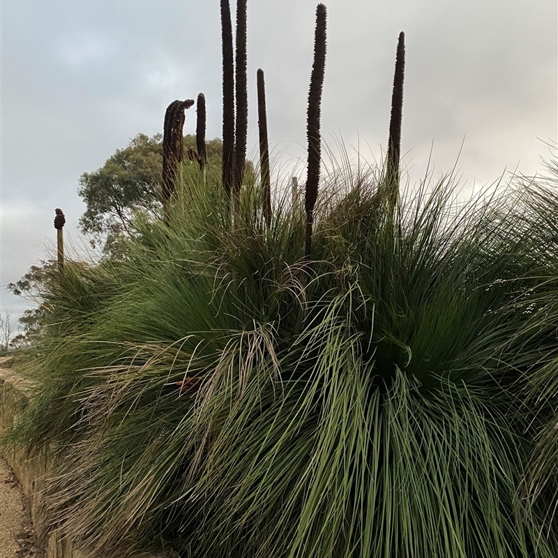 Xanthorrhoea sp.