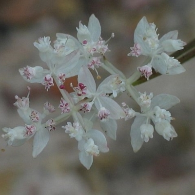 Xanthosia atkinsoniana