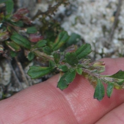 Xanthosia tridentata
