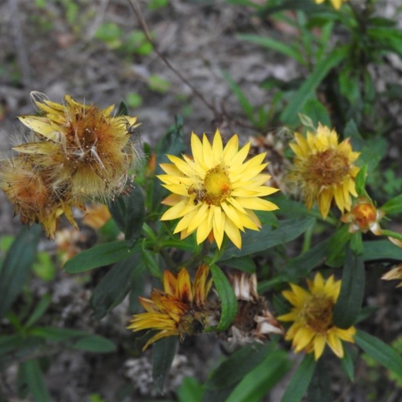 Xerochrysum bracteatum