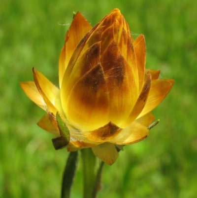 Xerochrysum palustre