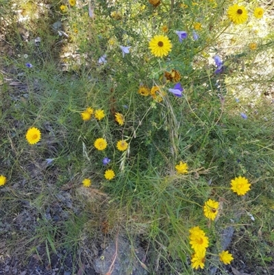 Xerochrysum sp.