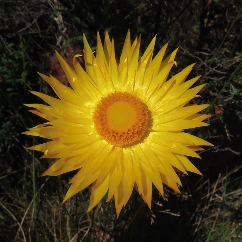 Xerochrysum sp.