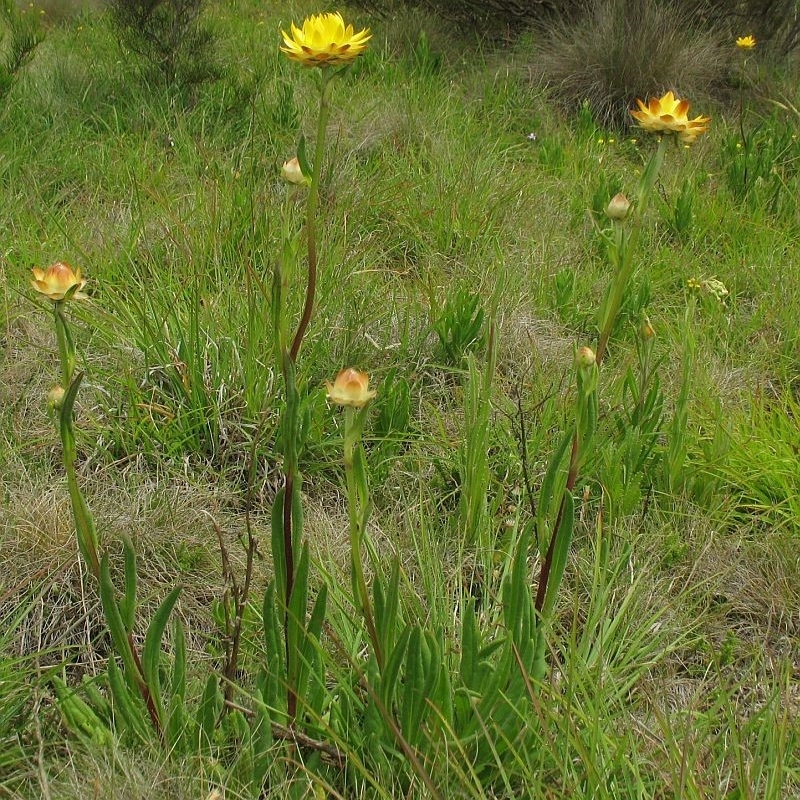 Xerochrysum subundulatum