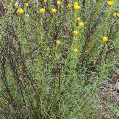 Xerochrysum viscosum