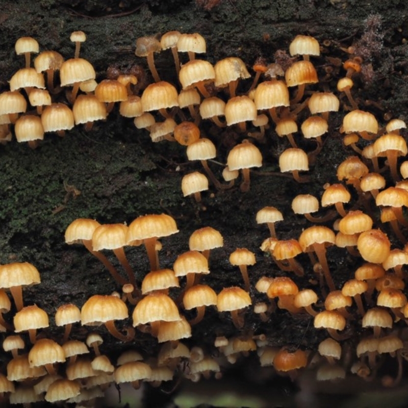 Xeromphalina leonina