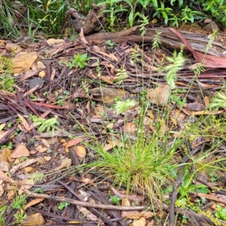 Australopyrum pectinatum