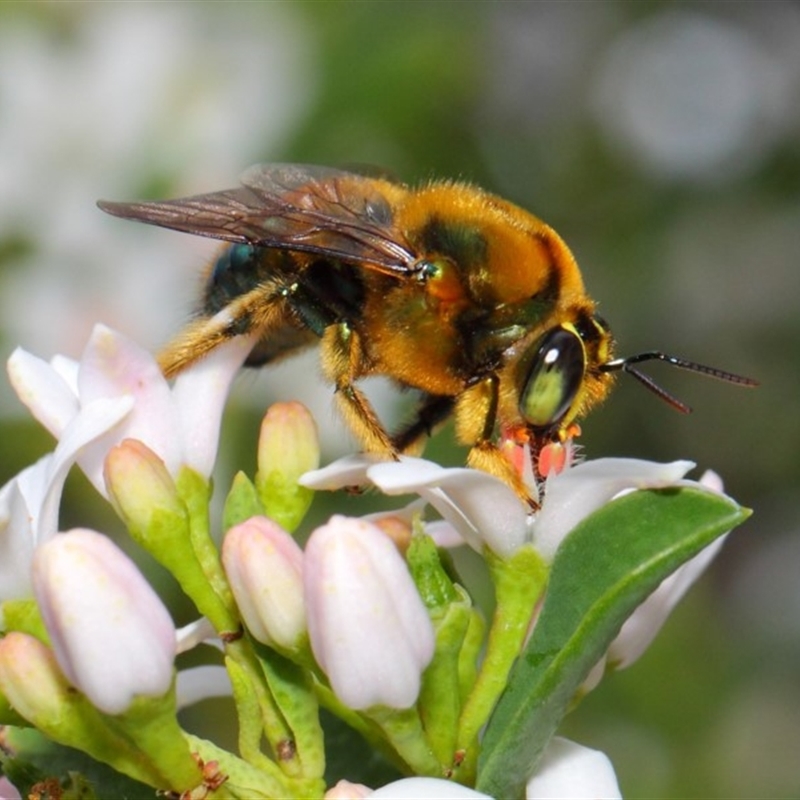 Xylocopa (Lestis) aerata