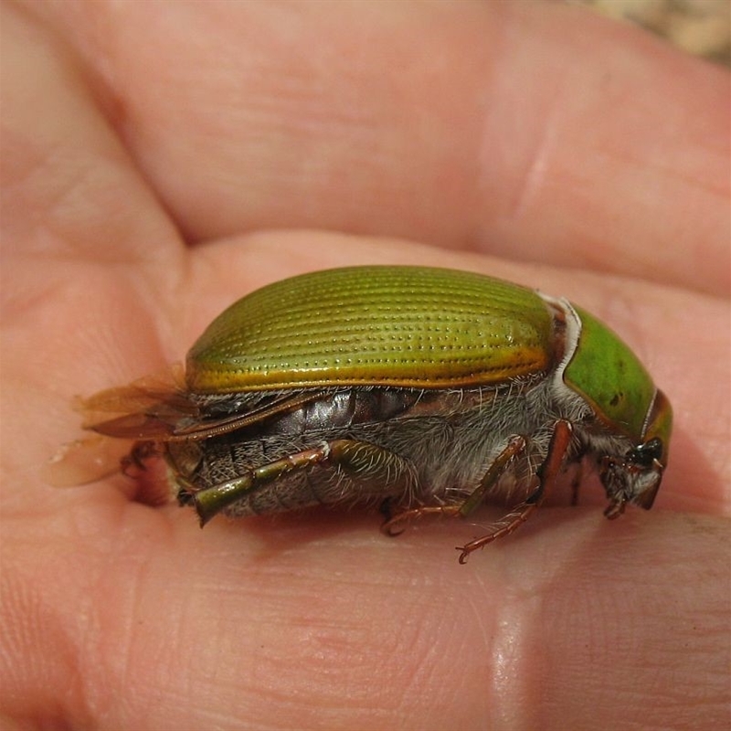 Xylonichus eucalypti